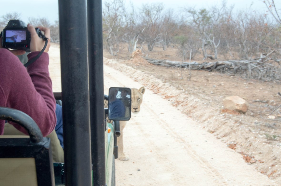 lioness-crossing-the-road-safari-south-africa