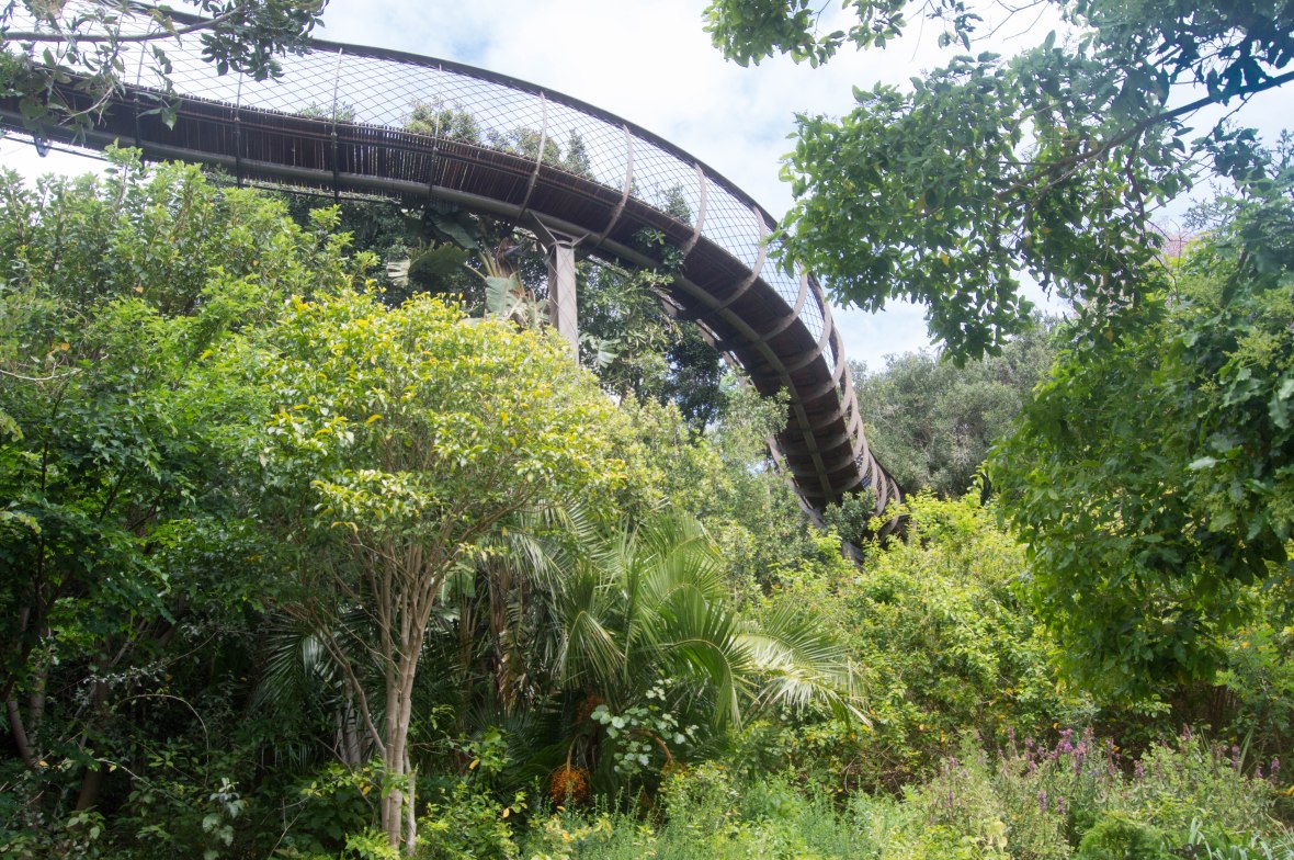 looking-up-centenary-tree-canopy-walkway-national-kirstenbosch-garden-cape-town-south-africa