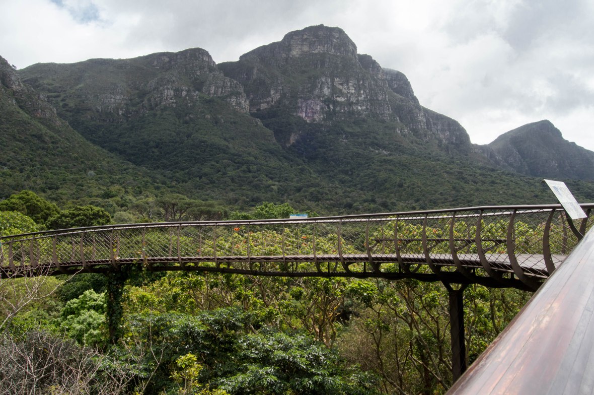mountain-views-centenary-tree-canopy-walkway-national-kirstenbosch-garden-cape-town-south-africa