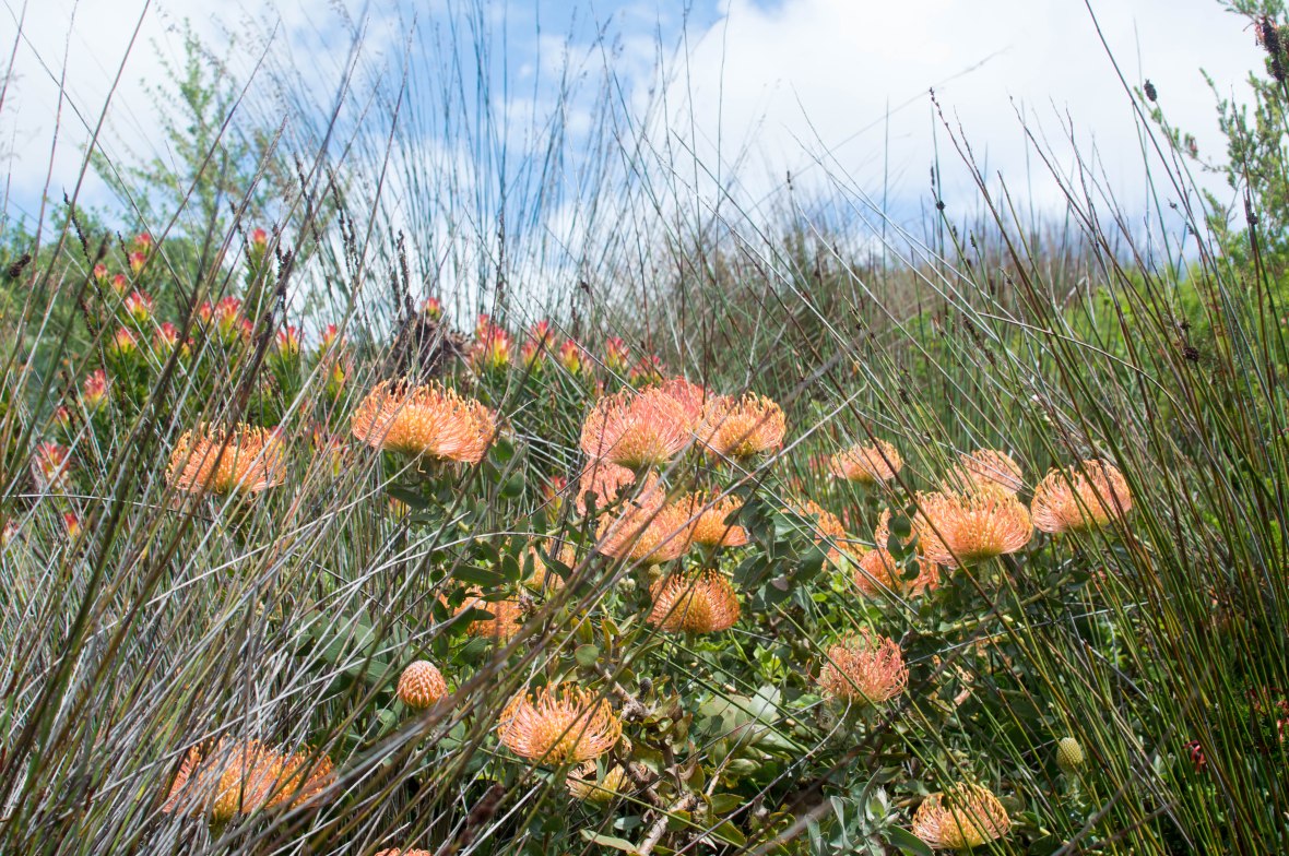 orange-flowers-kirstenbosch-national-botanical-garden-cape-town-south-africa