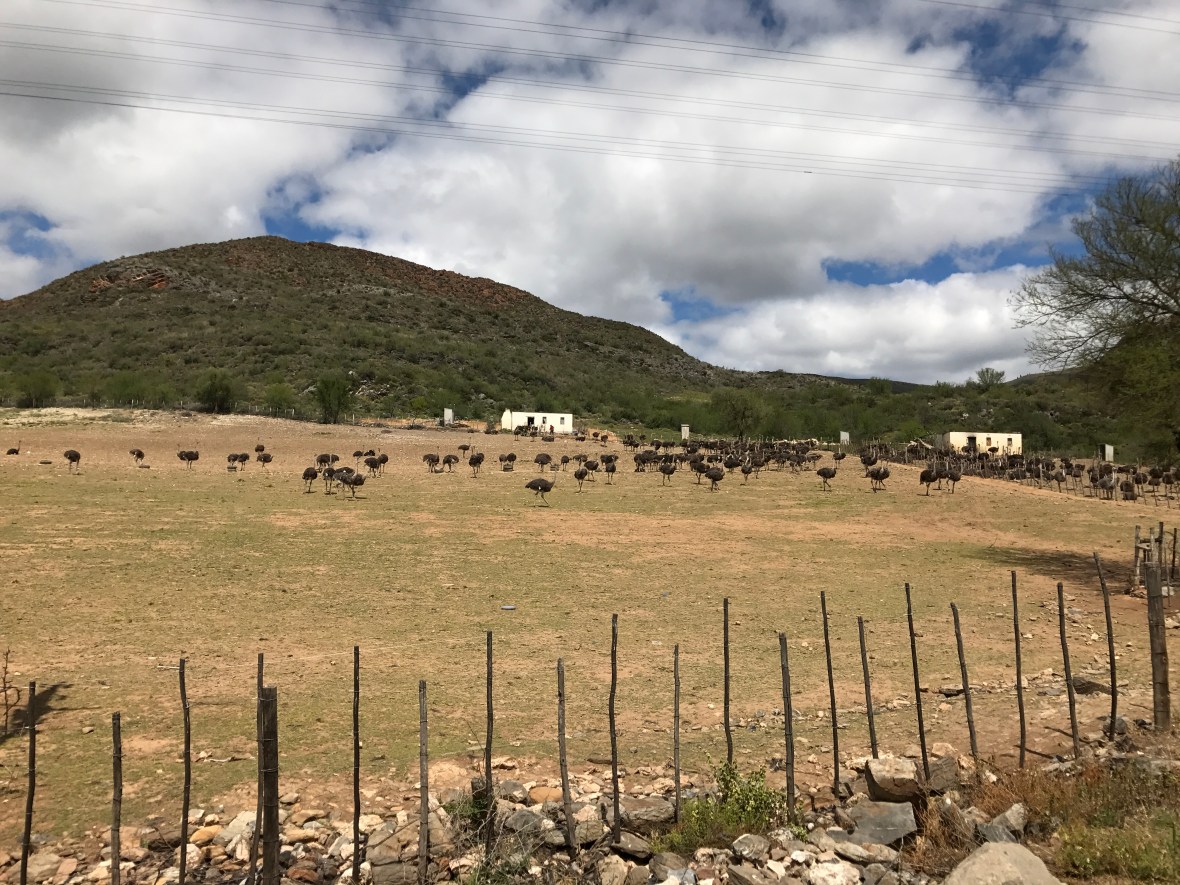 ostrich-farm-in-oudtshoorn-south-africa