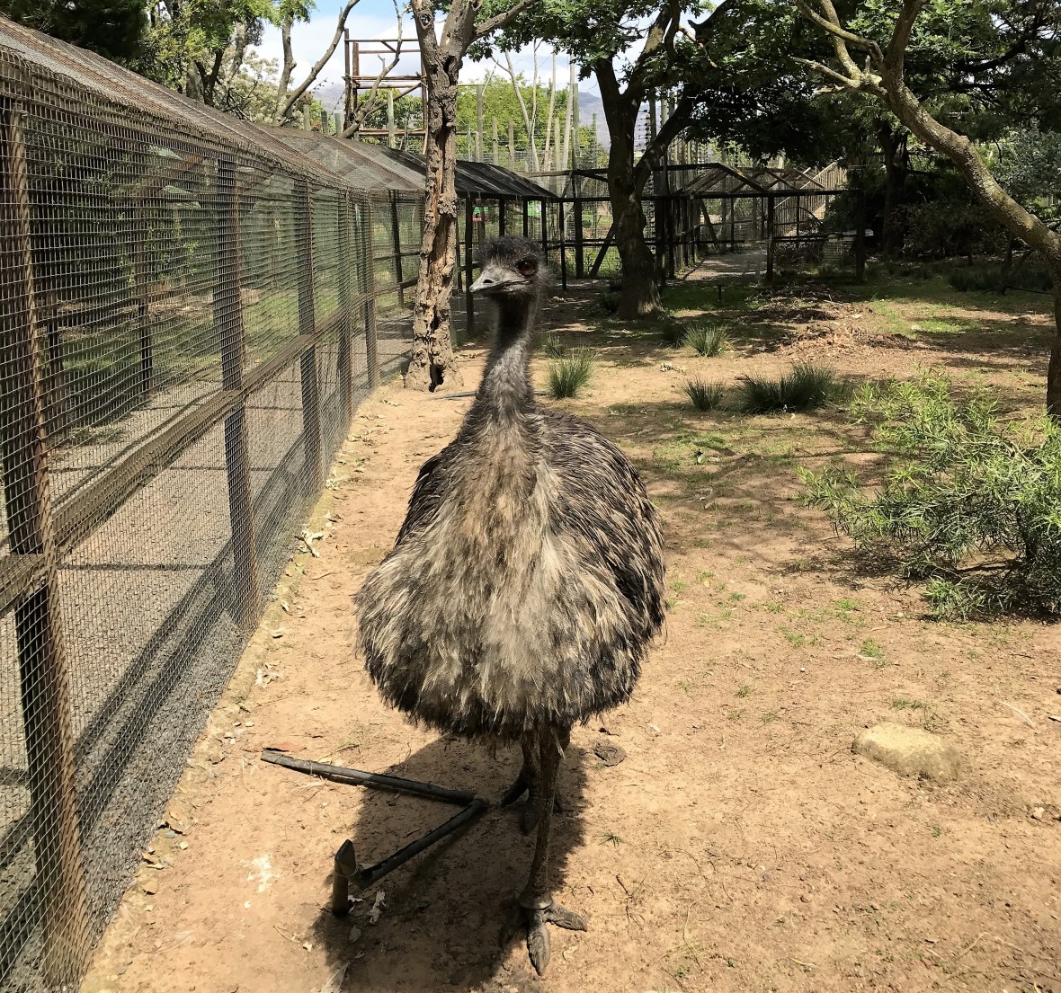 ostrich-monkey-town-cape-town-south-africa