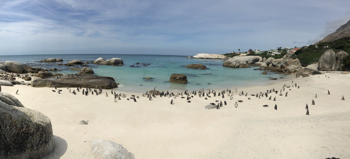 panorama-of-penguins-at-boulders-beach-cape-town-south-africa