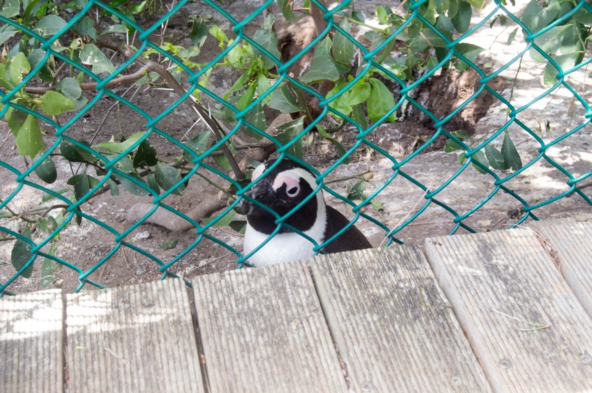 penguin-boulders-beach-cape-town-south-africa