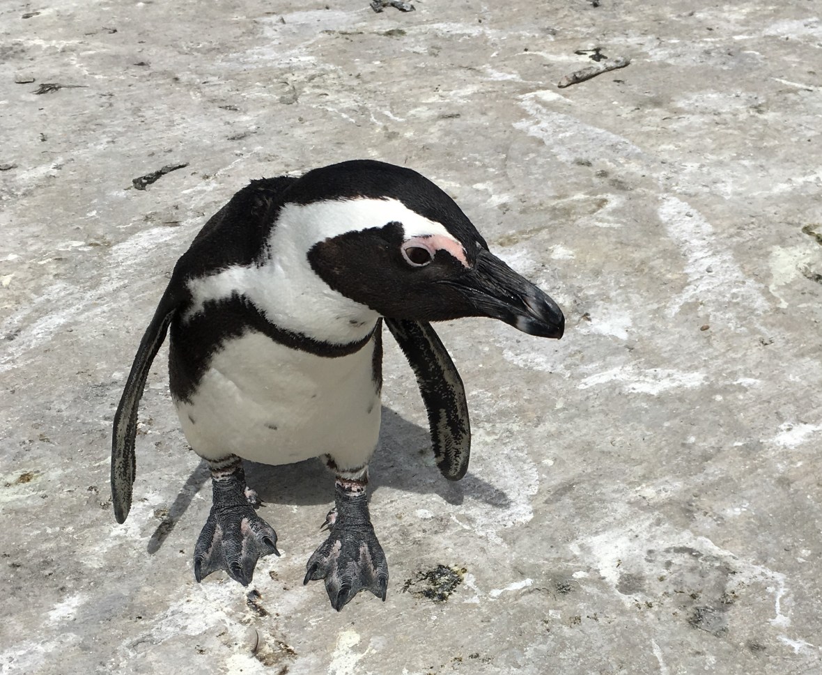 penguin-close-up-stony-point-bettys-bay-south-africa