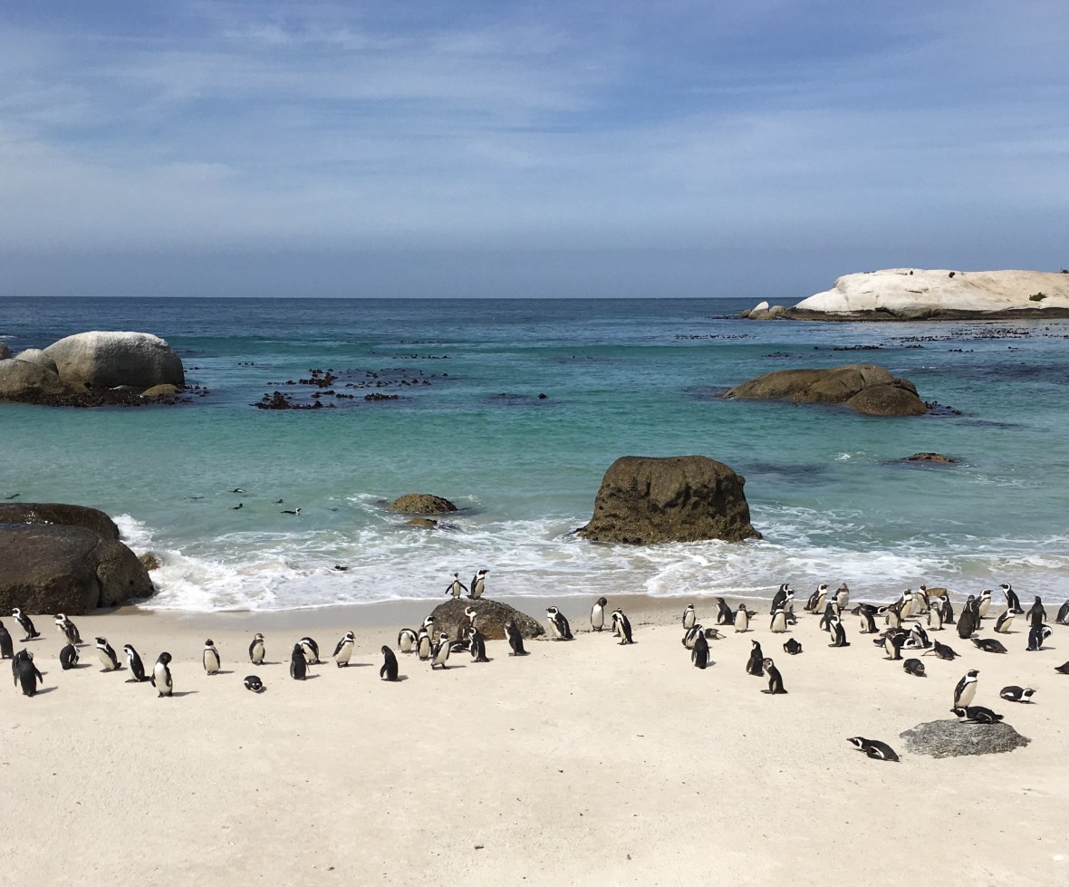 penguin-colony-boulders-beach-cape-town-south-africa