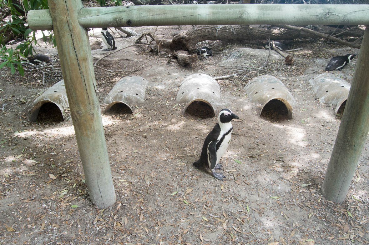 penguin-nests-boulders-beach-cape-town-south-africa