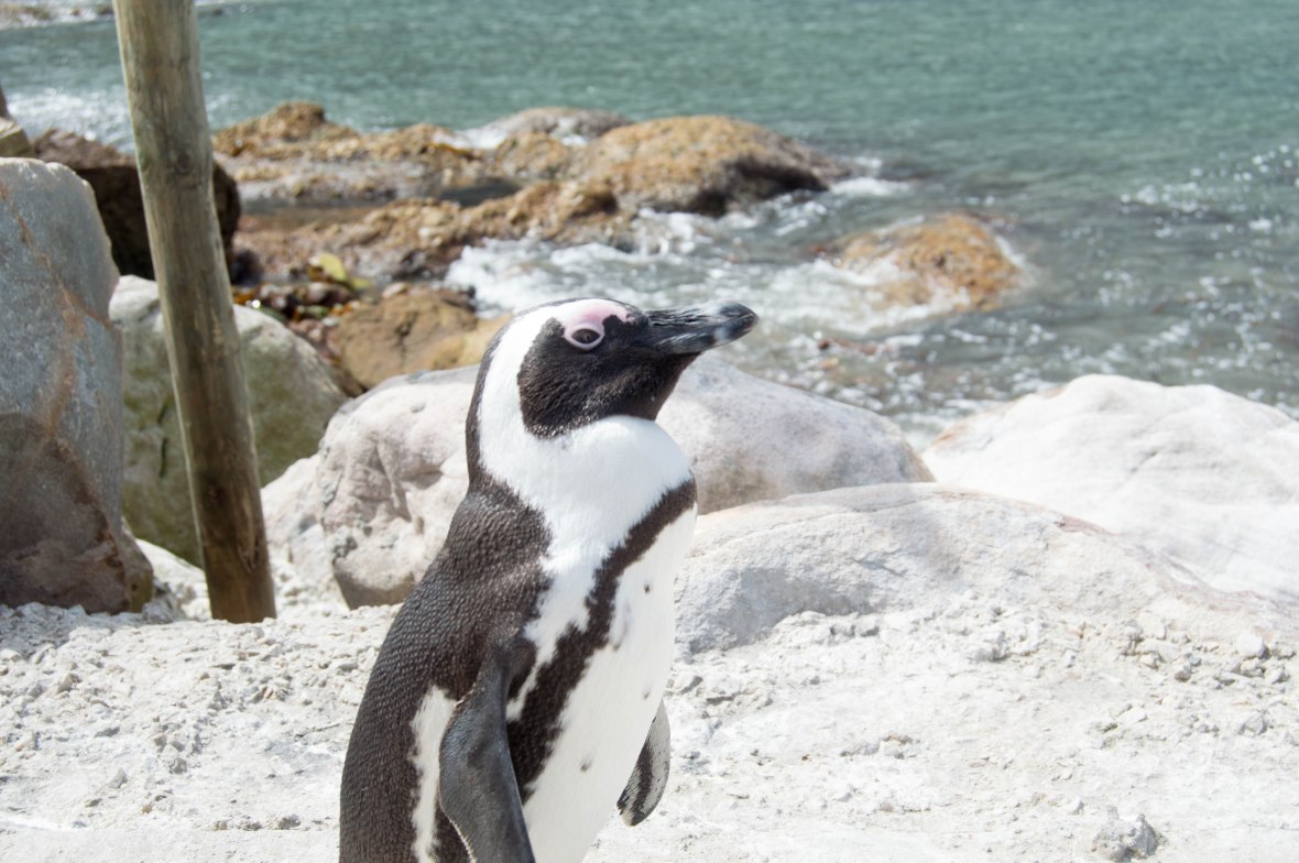penguin-stony-point-bettys-bay-south-africa
