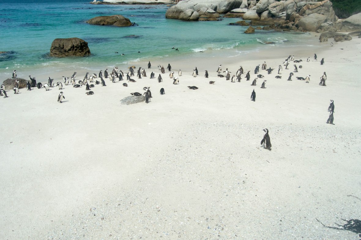 penguins-at-the-beach-boulders-beach-cape-town-south-africa