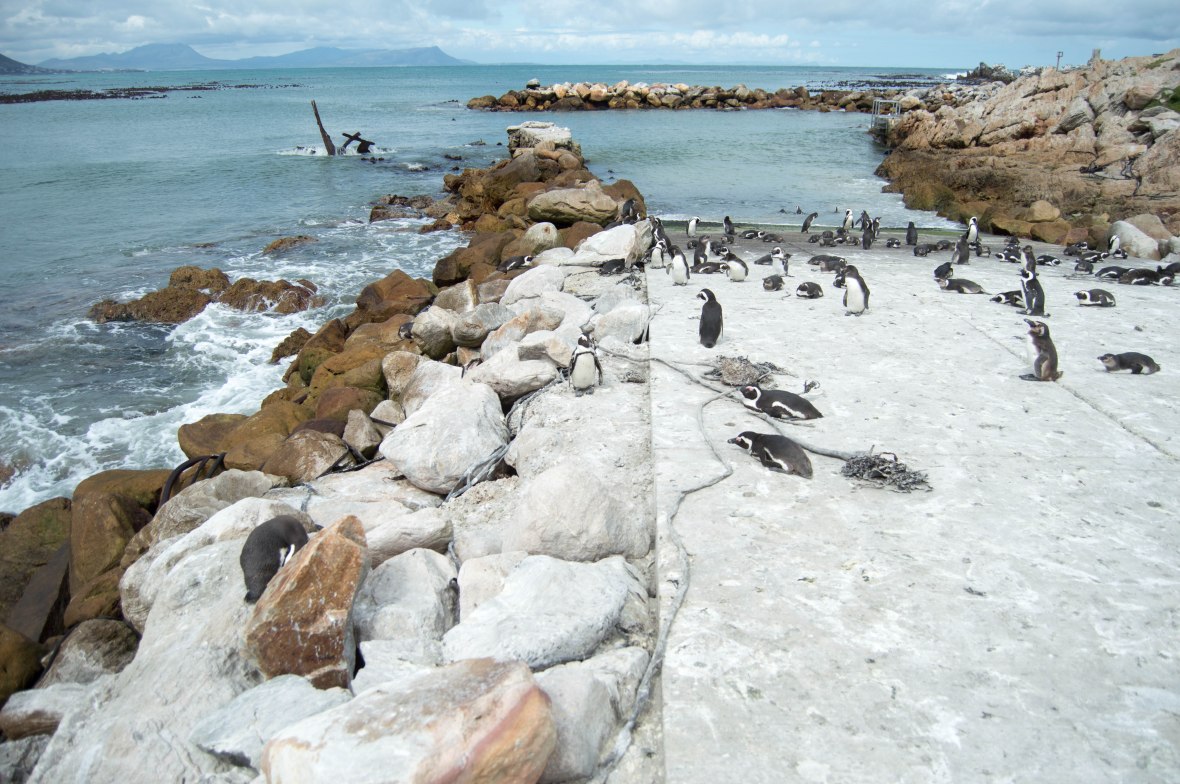 penguins-stony-point-bettys-bay-south-africa