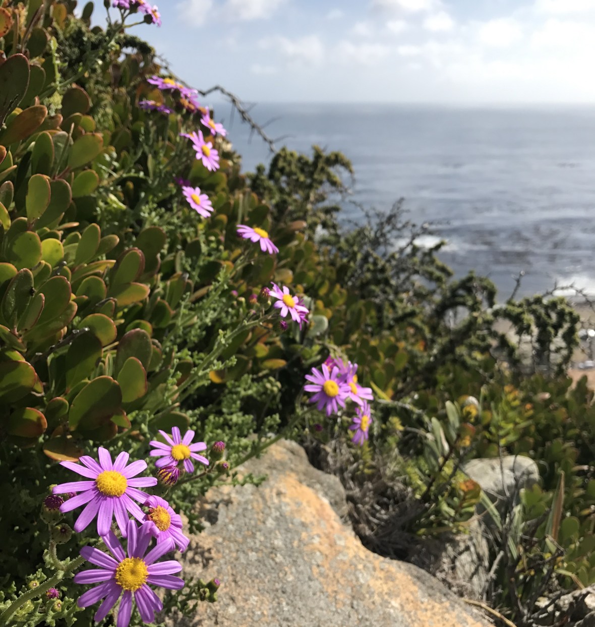purple-flowers-cape-of-good-hope-south-africa