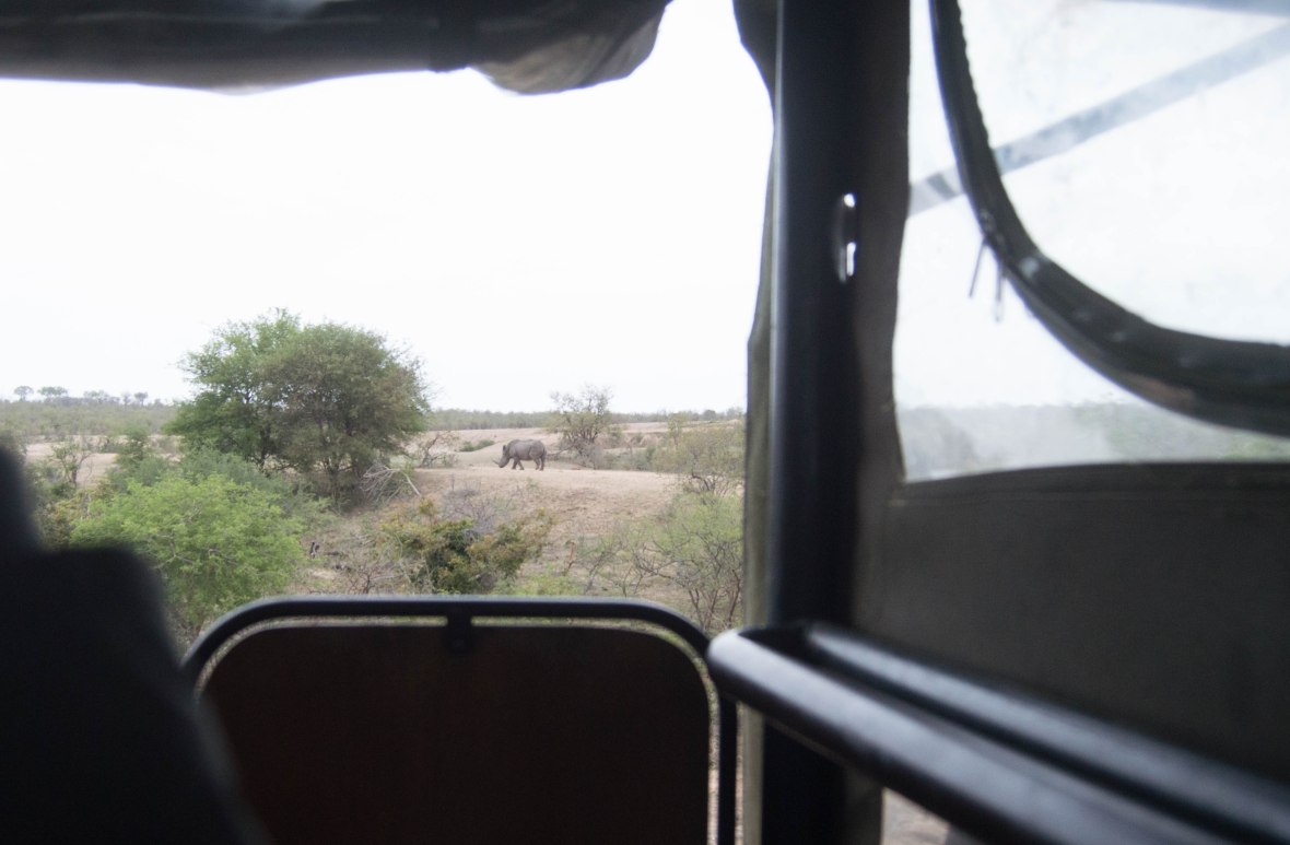rhino-kruger-national-park-safari-south-africa