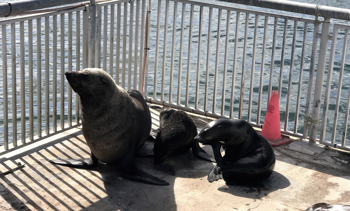 seals-at-the-va-waterfront-cape-town-south-africa