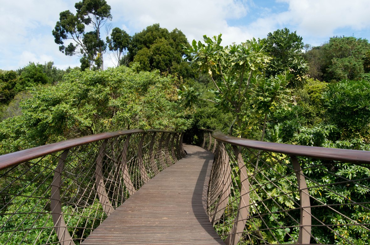 the-centenary-tree-canopy-walkway-national-kirstenbosch-garden-cape-town-south-africa