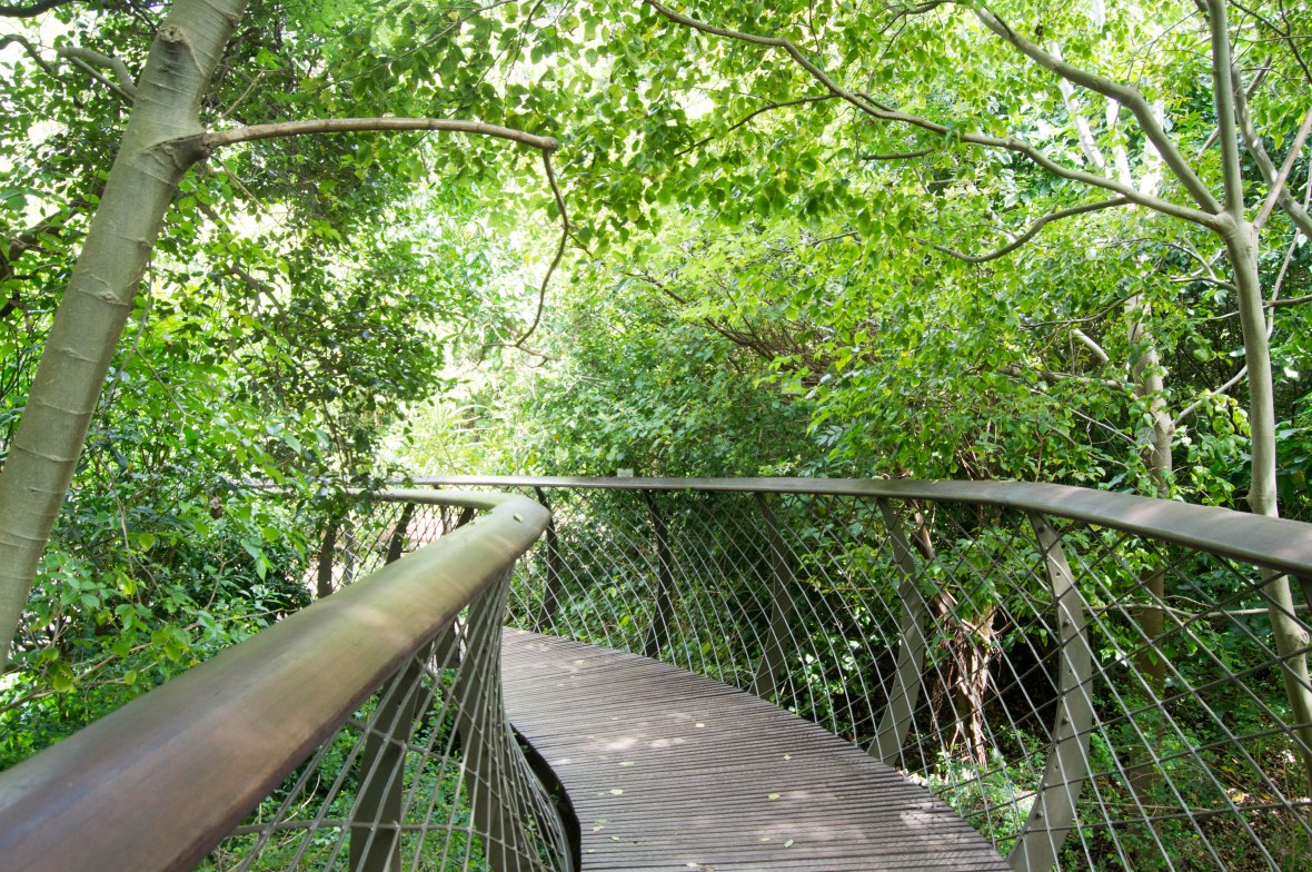 treetop-walkway-national-kirstenbosch-garden-cape-town-south-africa