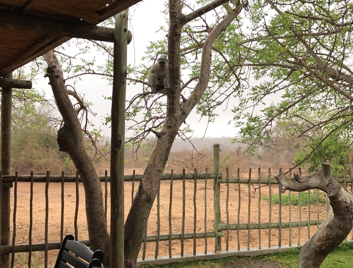 vervet-monkey-safari-south-africa