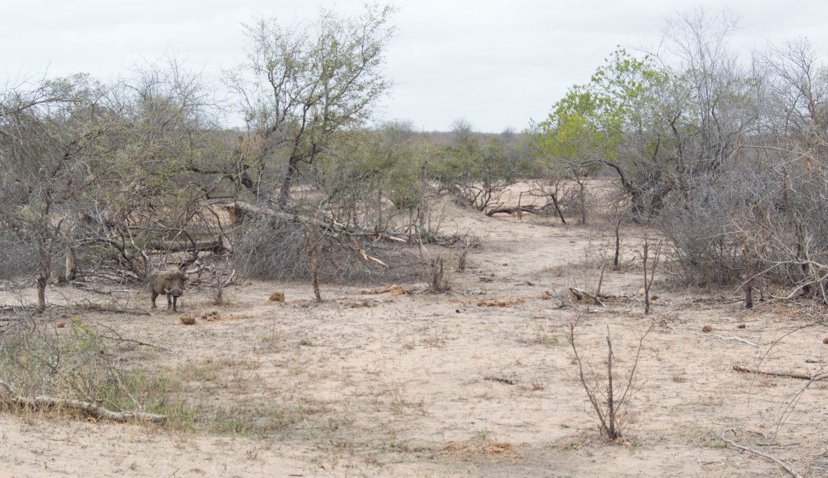 warthog-safari-south-africa