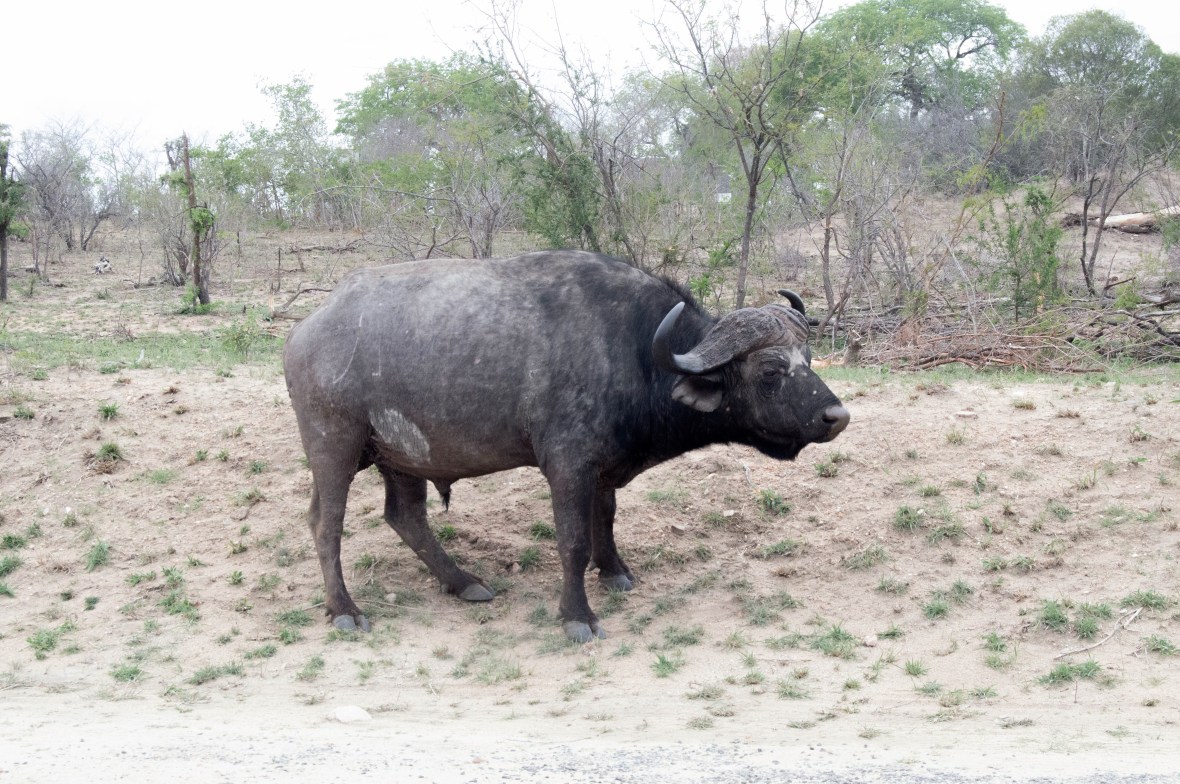 water-buffalo-safari-kruger-national-park-south-africa