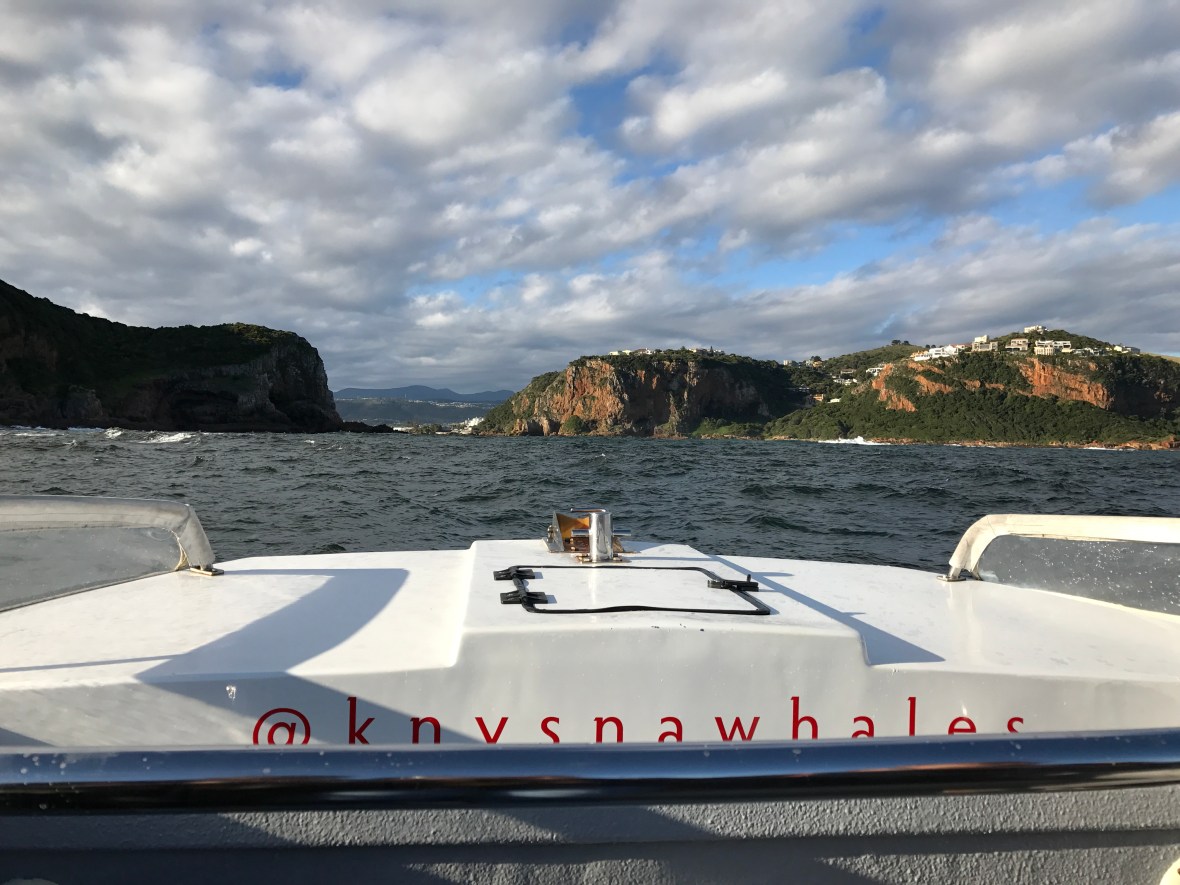 whale-watching-knysna-south-africa