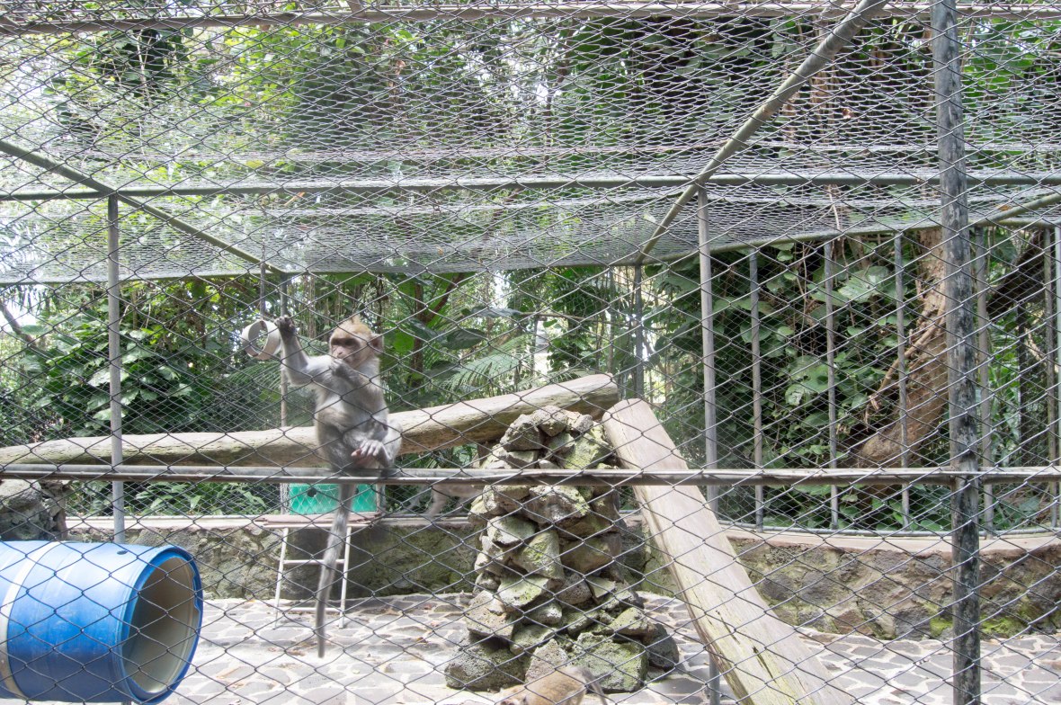 baby-monkey-la-vanille-nature-park-mauritius