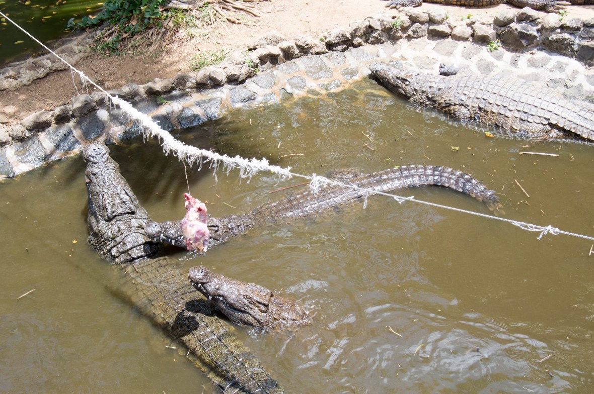 crocodile-feeding-time-la-vanille-nature-park-mauritius