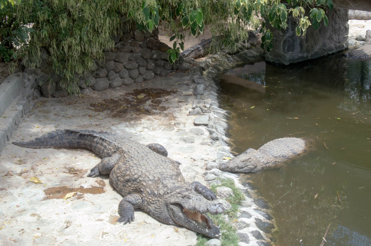 crocoiles-la-vanille-nature-park-mauritius