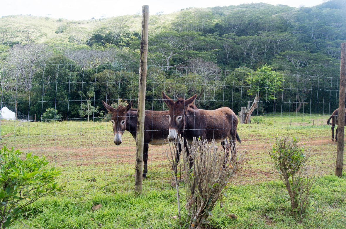 donkeys-mauritius