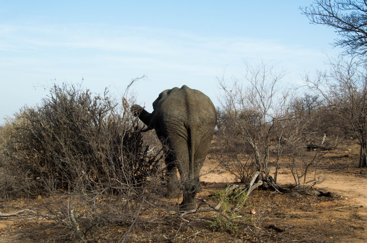 elephant-bum-safari-south-africa