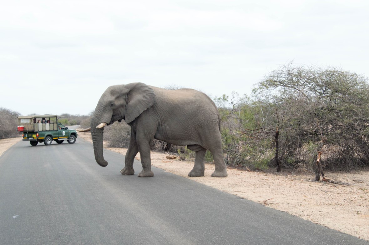 elephant-crossing-kruger-national-park-south-africa-2