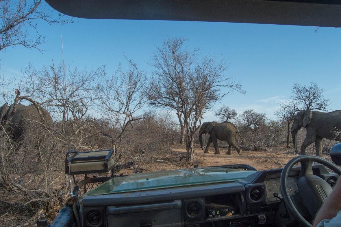 elephants-crossing-the-road-safari-south-africa