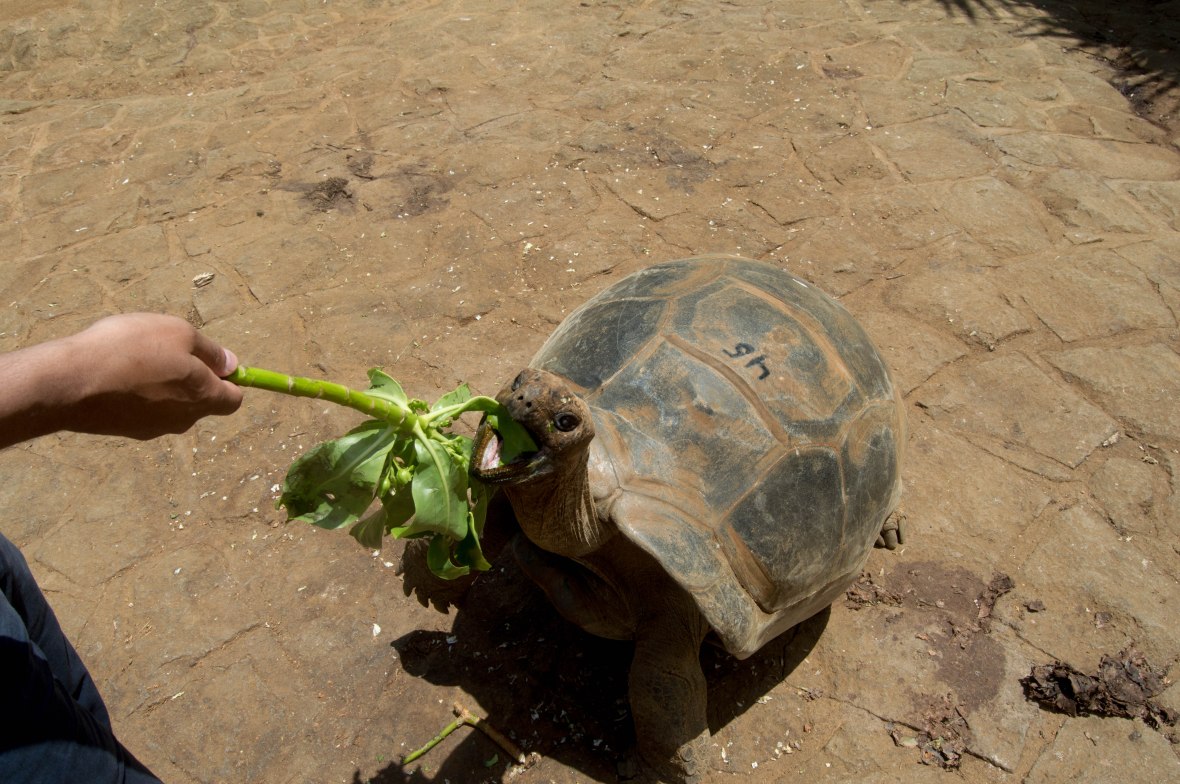 feeding-tortoises-la-vanille-nature-park-mauritius
