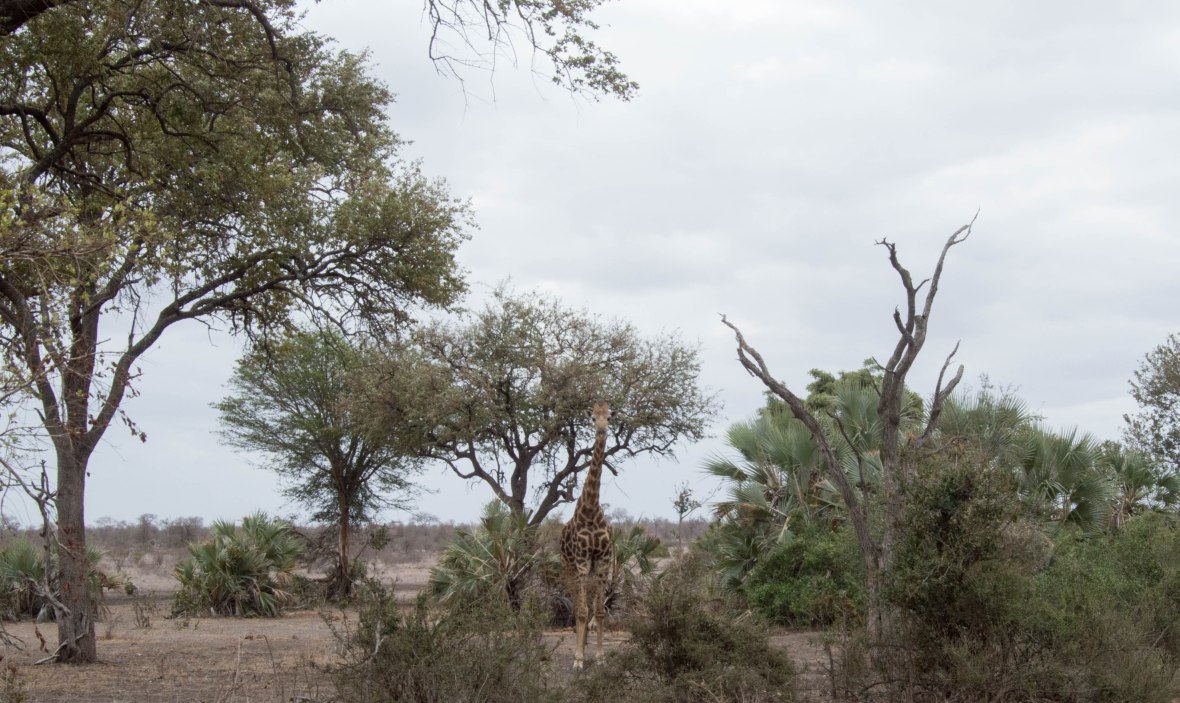 giraffe-on-safari-south-africa