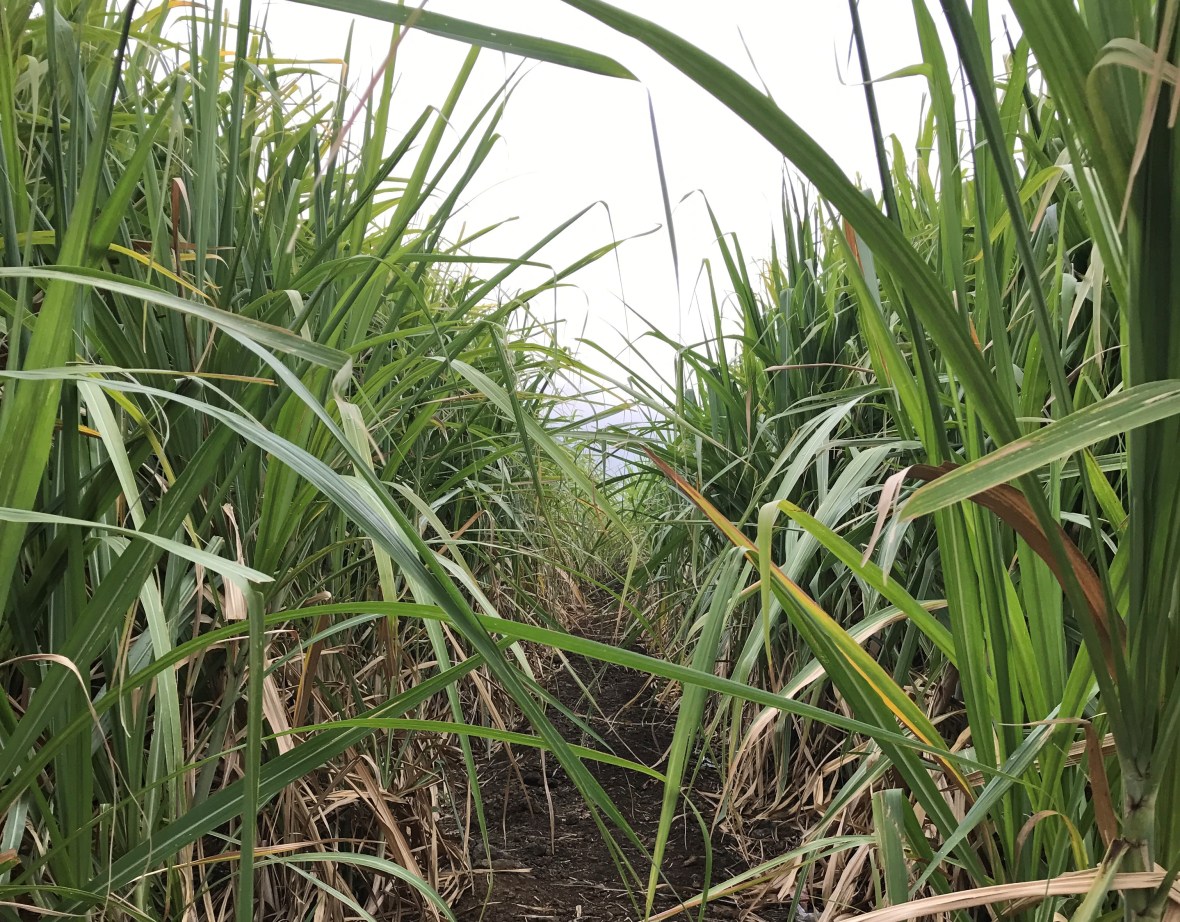 in-a-sugarcane-field-mauritius