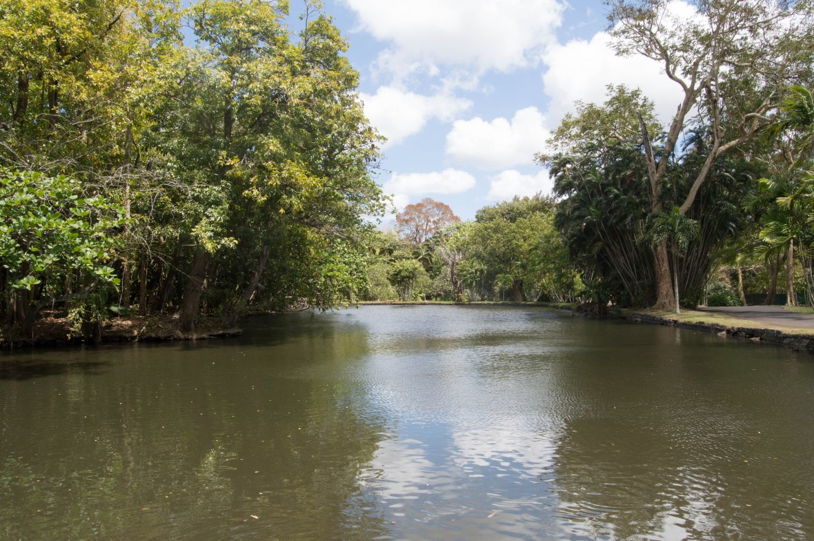 lake-sir-seewoosagur-ramgoolam-botanical-garden-mauritius