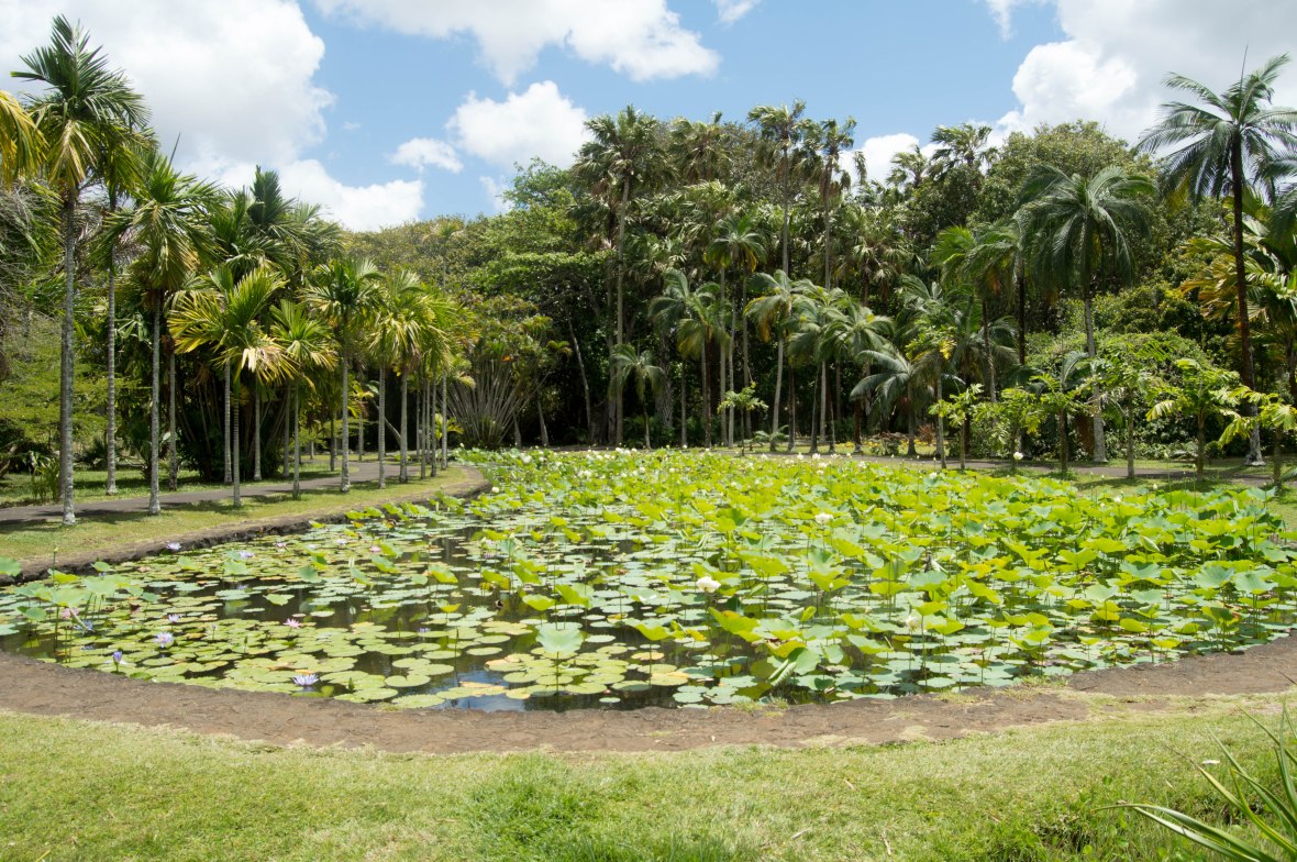 pond-sir-seewoosagur-ramgoolam-botanical-garden-mauritius