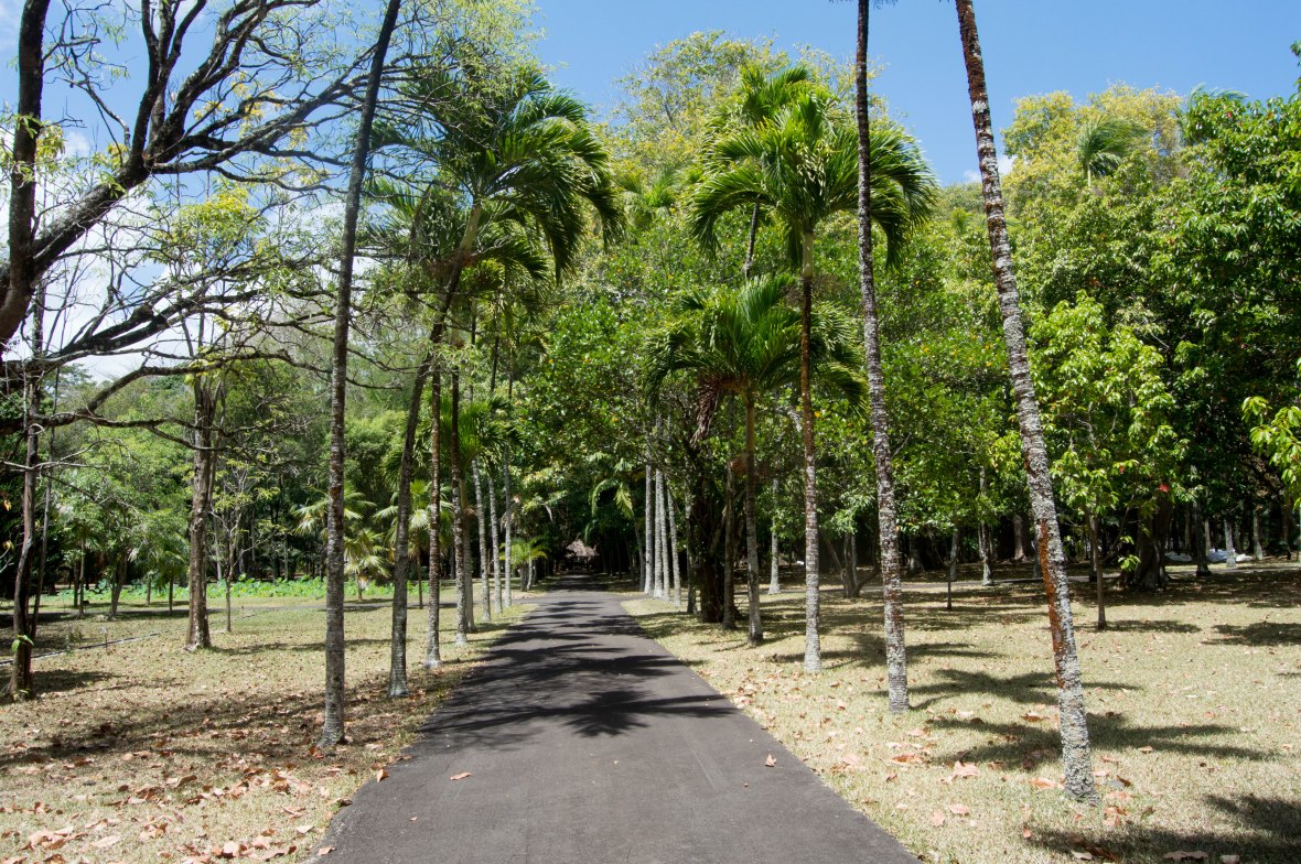 sir-seewoosagur-ramgoolam-botanical-garden-mauritius