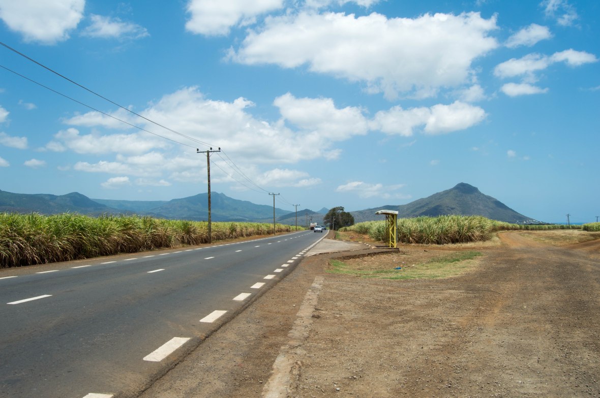 sugarcane-fields-mauritius