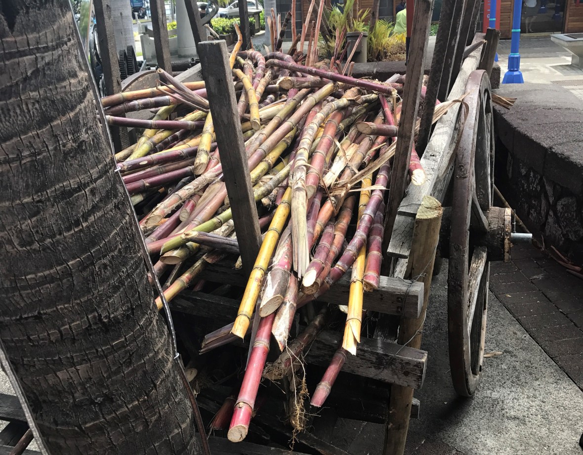 sugarcane-mauritius