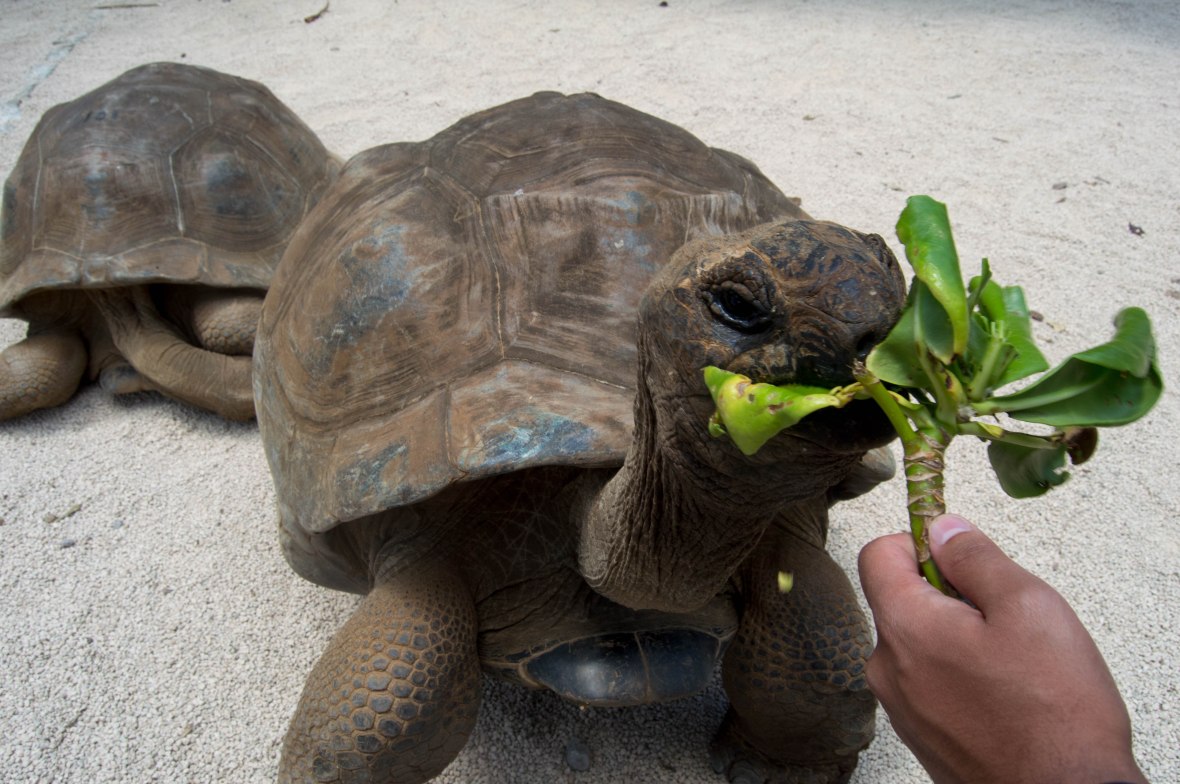 tortoise-feeding-la-vanille-nature-park-mauritius