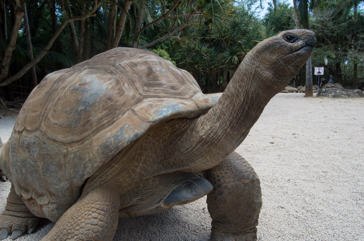 tortoise-la-vanille-nature-park-mauritius