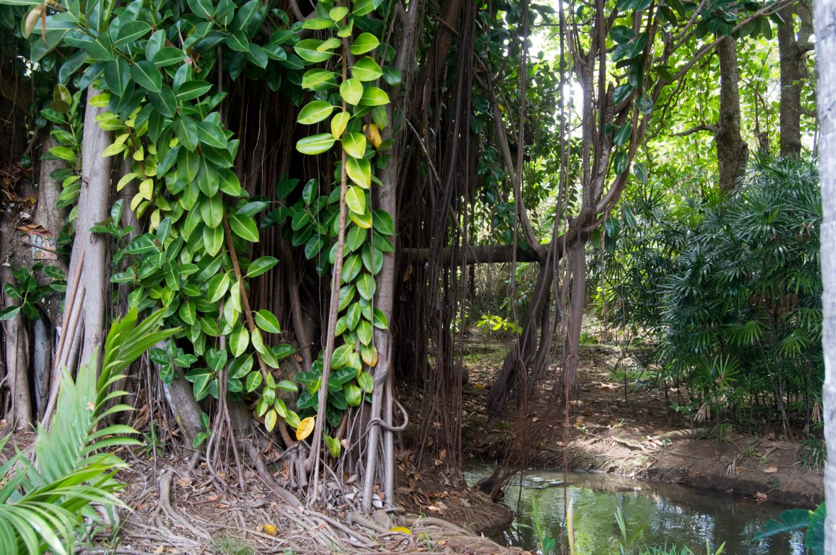 tree-with-hanging-roots-sir-seewoosagur-ramgoolam-botanical-garden-mauritius