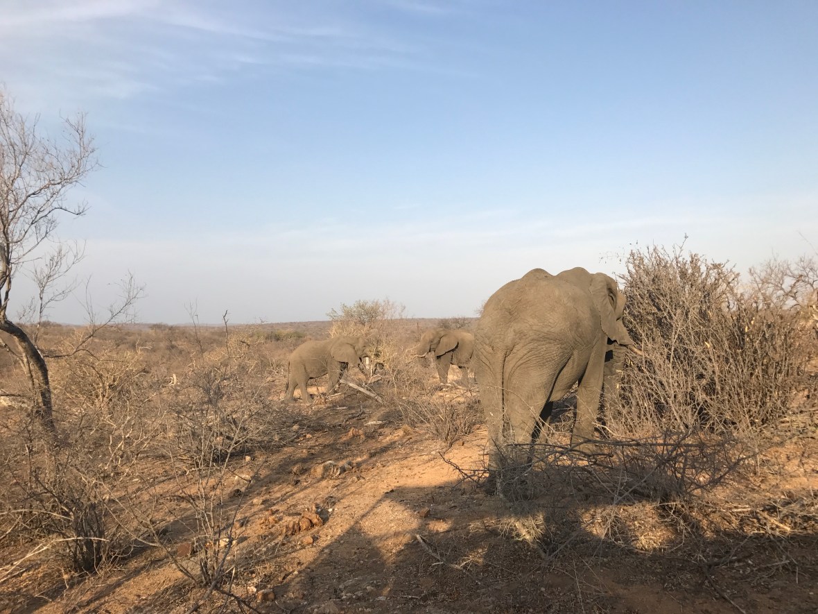 trio-of-elephants-safari-south-africa