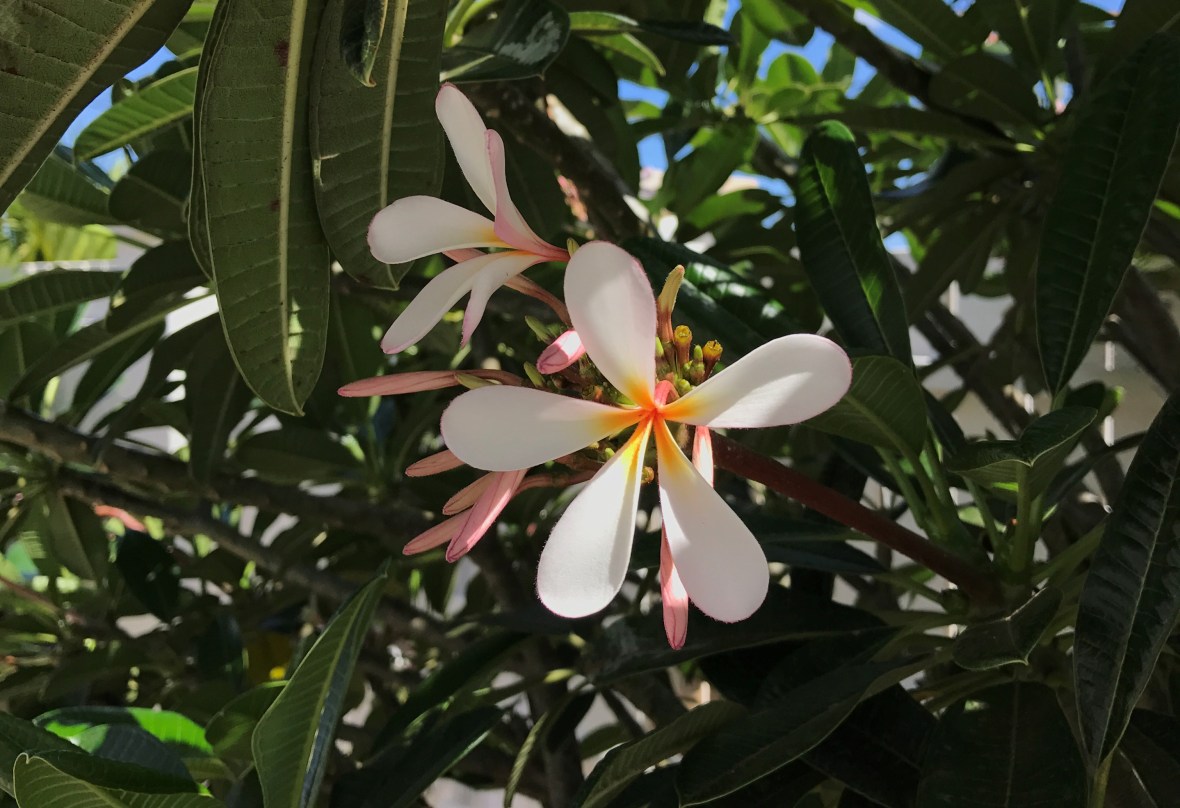 tropical-island-flowers-mauritius