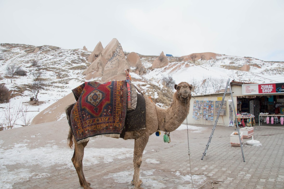 camel-capadoccia-turkey