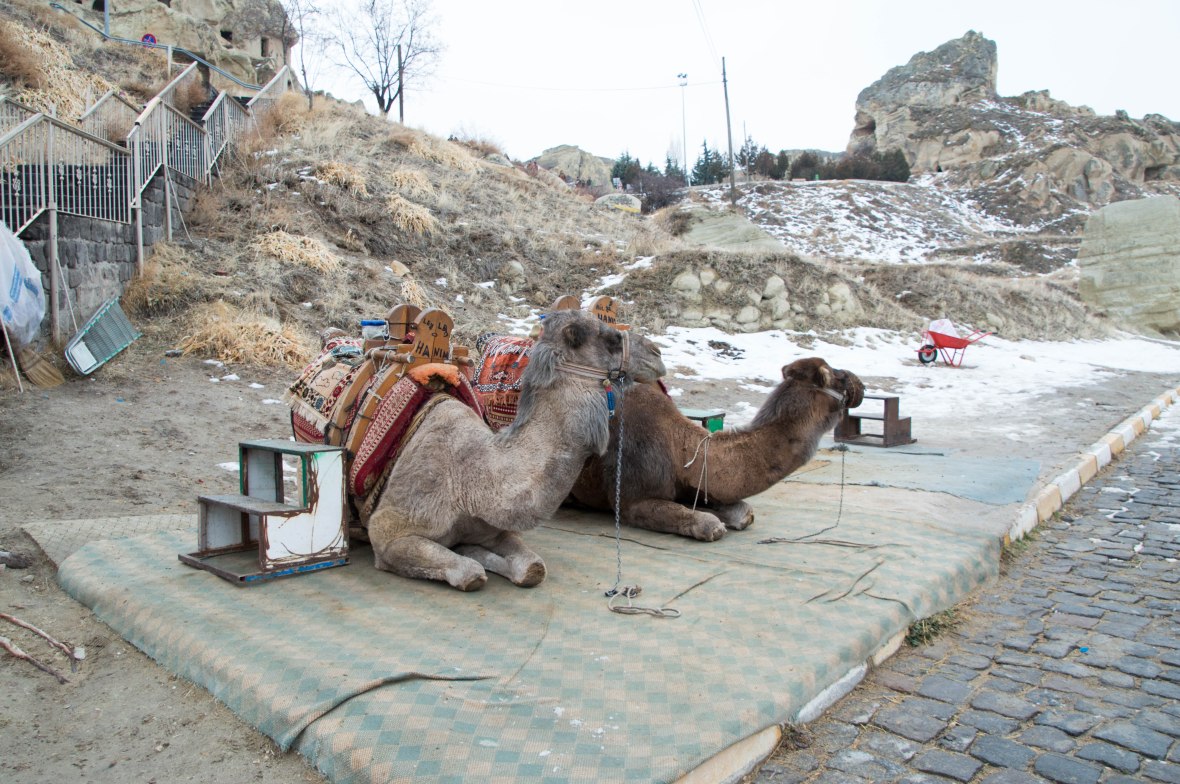camels-capadoccia-turkey