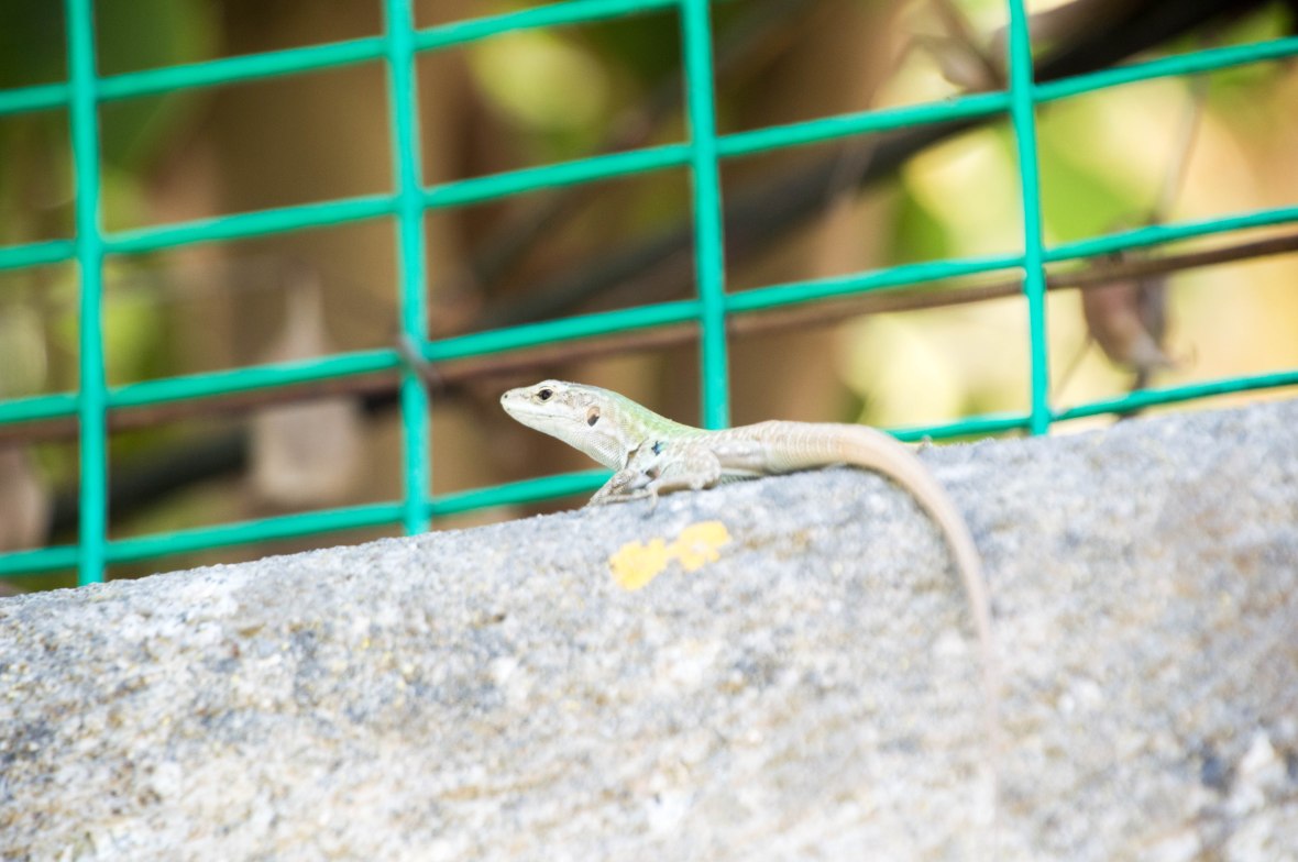 Lizard, Capri, Italy