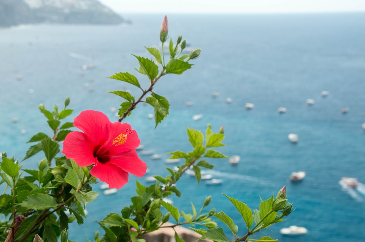 Red Flower, Positano, Italy