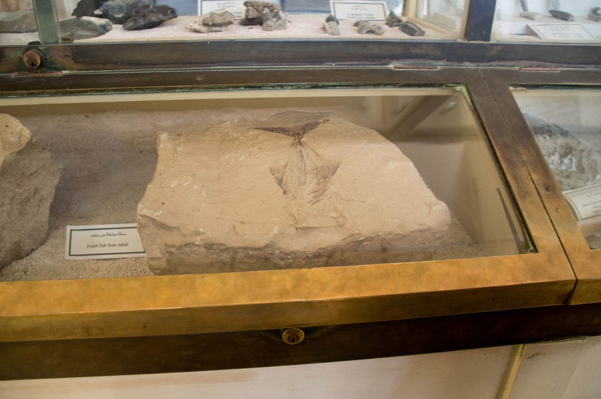 Fossils, Museum, Citadel, Amman, Jordan