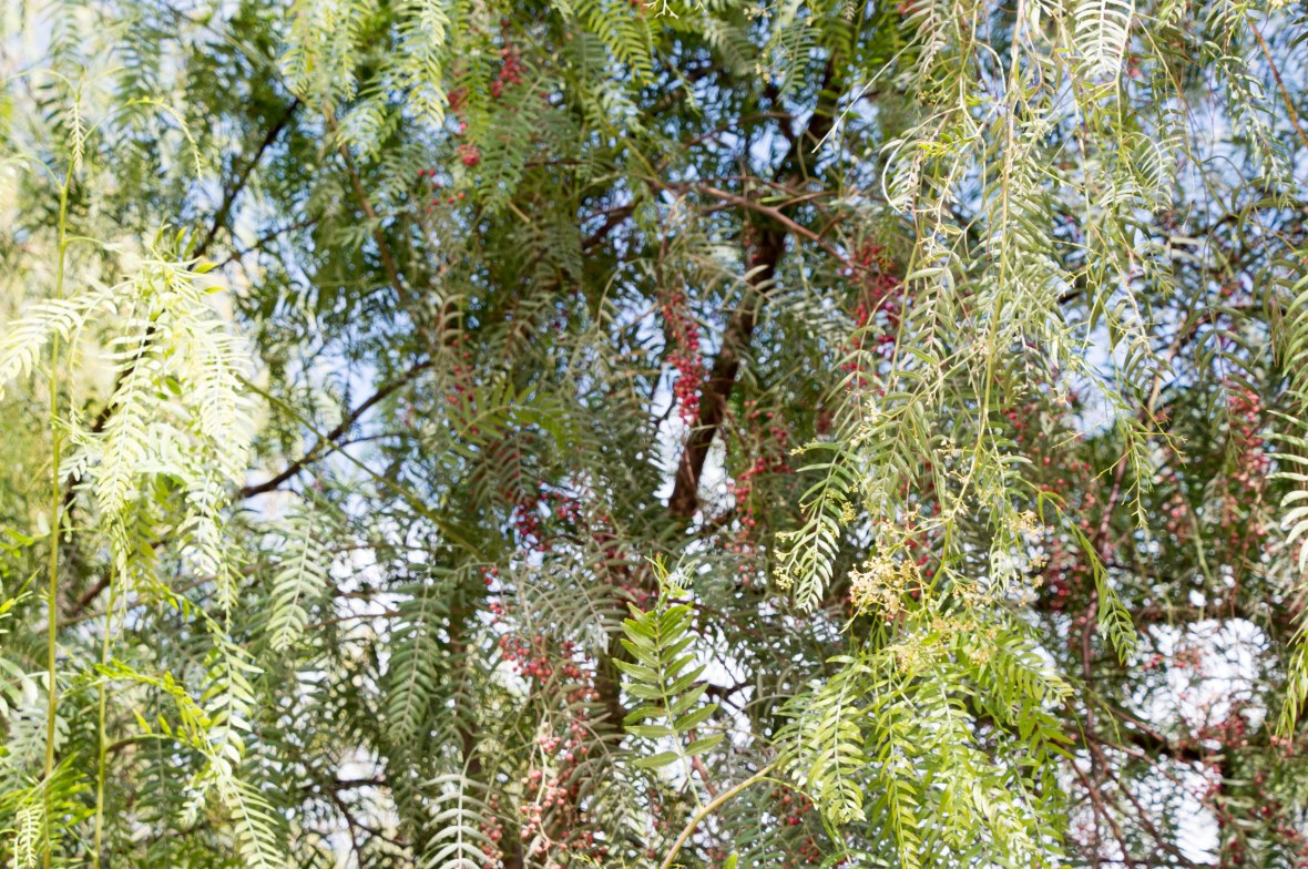Red Pepper Tree, Jerash, Jordan