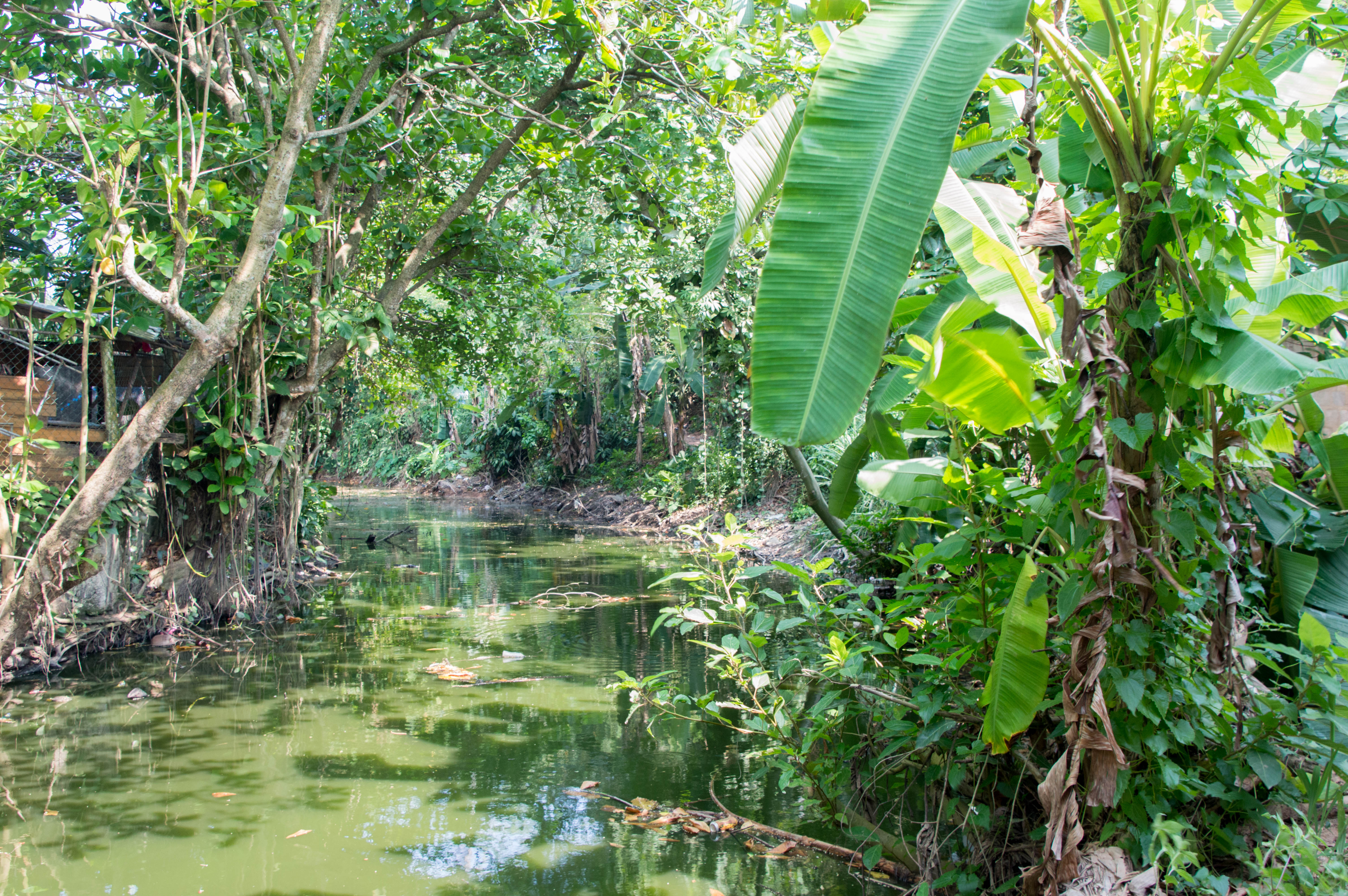 Backwaters, Mirissa, Sri Lanka